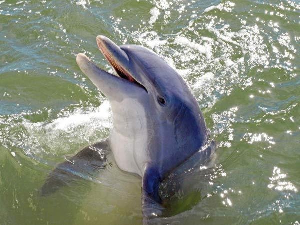 Kingston Cove 1 Βίλα Hilton Head Island Εξωτερικό φωτογραφία